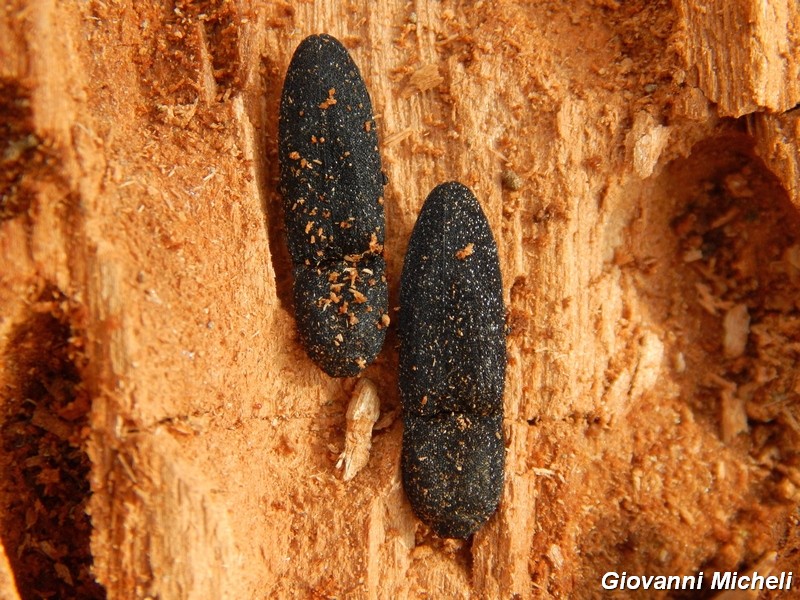 Lacon punctatus, Elateridae
